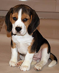 Chanel Beagle